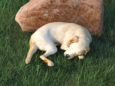 Light Yellow Dog Curled Up On Green Grass Next To Brown Big Rock 3d model