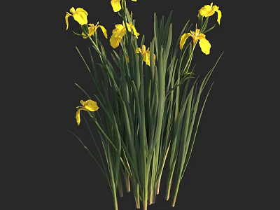 Aquatic Plants With Yellow Flowers And Long Green Leaves In Water 3d model