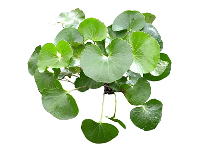 Chinese Money Plant With Lush Round Green Healthy Leaves Indoor Decorative Plant 3d model