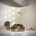 Bonsai Potted Plants In Textured Patterned Pots With Moss And Bamboo Under Sunlight Shadows