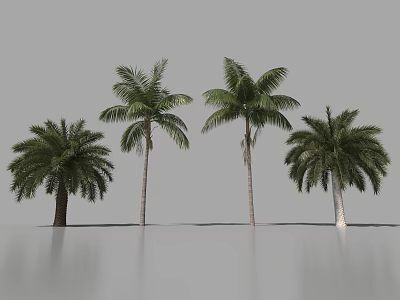 Four Different Palm Trees With Green Fronds On Gray Background And Ground Reflection 3d model