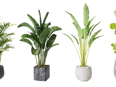 Various Green Potted Plants With Different Shaped Pots For Indoor Decoration 3d model