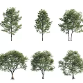 Arbor Tree Collection Featuring Various Green Foliage And Distinct Canopy Shapes 3d model