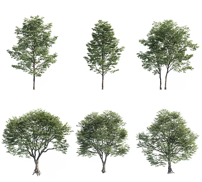 Arbor Tree Collection Featuring Various Green Foliage And Distinct Canopy Shapes 3d model