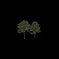 Tall Lush Green Leafy Arbor Trees With Thick Trunks And Dense Foliage Around