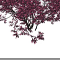 Lush Pink Flowering Shrub With Abundant Vibrant Blossoms Against Dark Backdrop