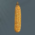 Maize Modern Maize Scan Corn Grain 3d model