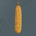 Maize Modern Maize Scan Corn Grain 3d model