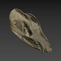 Detailed Animal Skull Skeleton With Visible Teeth And Bone Structure On Dark Background 3d model