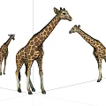 Three Giraffes With Brown Spotted Coats Standing On White Background 3d model