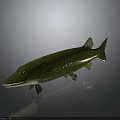 Realistic Green Pike Fish 3D Model With Lifelike Texture And Shiny Surface