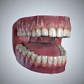 Detailed Human Teeth Model Displaying Gums Tongue And Oral Structure From Various Angles