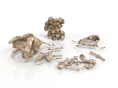 Ancient Fossilized Bone Fragments And Skeletal Structures On White 3d model