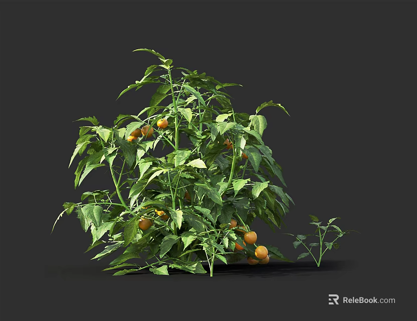 Fresh Tomato Plant with Green Leaves and Orange Fruits in 3D Model on Dark Background 3d model 