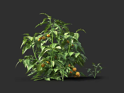 Fresh Tomato Plant with Green Leaves and Orange Fruits in 3D Model on Dark Background 3d model