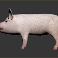 Pig Cartons Pig Game Pig Pig Head Pig Livestock Taming Animal Husbandry Animal Husbandry Mammals 3d model