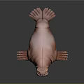 Pink Walrus 3D Model With Long White Tusks On Dark Background