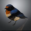 Vibrant Swallow with Blue Wings Orange Chest Perched on Dark Background