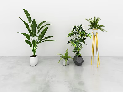 Various Leafy Potted Plants With White Black And Metal Stand Planters In Minimalist Indoor Setting 3d model