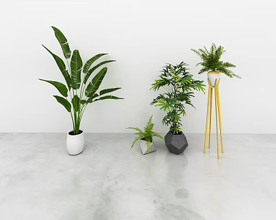 Various Leafy Potted Plants With White Black And Metal Stand Planters In Minimalist Indoor Setting 3d model