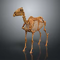 Camel Skeleton Model Medical Device for Anatomical Education and Study 3d model