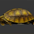 Close Up Of Yellow Orange Turtle With Detailed Shell Texture On Dark Background
