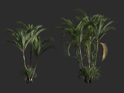Lush Palm Bushes With Green Fronds And Varying Sizes On Dark Background 3d model