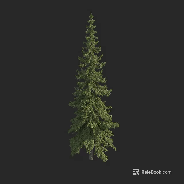 Tall Green Spruce Tree With Lush Foliage Isolated On Black Background 3d model 