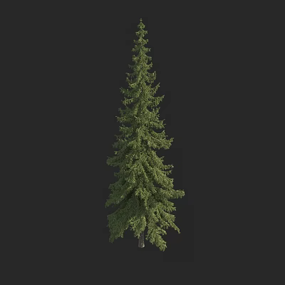 Tall Green Spruce Tree With Lush Foliage Isolated On Black Background 3d model
