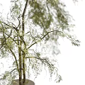 Elegant Decorative Ornaments Set with White Vase and Green Hanging Branches