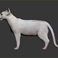 White Sphynx Cat With Blue Eyes Standing On Shiny Surface 3d model