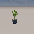 Green Thorny Cactus Potted Plant In Modern Gray Pot With Small Logo