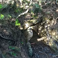 Natural Cave Entrance Scenery Surrounded by Trees and Vegetation with Sunlight Through Leaves