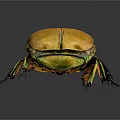Striking Orange Beetle With Yellow Green Details And Shiny Body On Dark Background