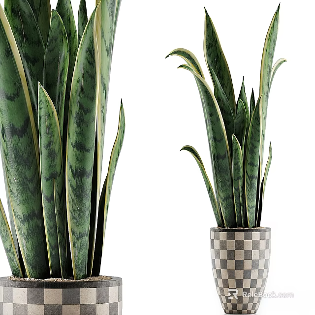 Decorative Ornament Set With Snake Plants In Checkered Planters And Different Sizes 3d model 
