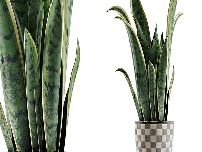 Decorative Ornament Set With Snake Plants In Checkered Planters And Different Sizes 3d model
