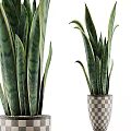 Decorative Ornament Set With Snake Plants In Checkered Planters And Different Sizes