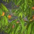 Beautiful Pink Cherry Blossom Tree For Spring Themed Food Presentation