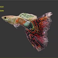 Colorful Guppy Fish With Vibrant Red Green Yellow Fins And Beautiful Patterned Tail