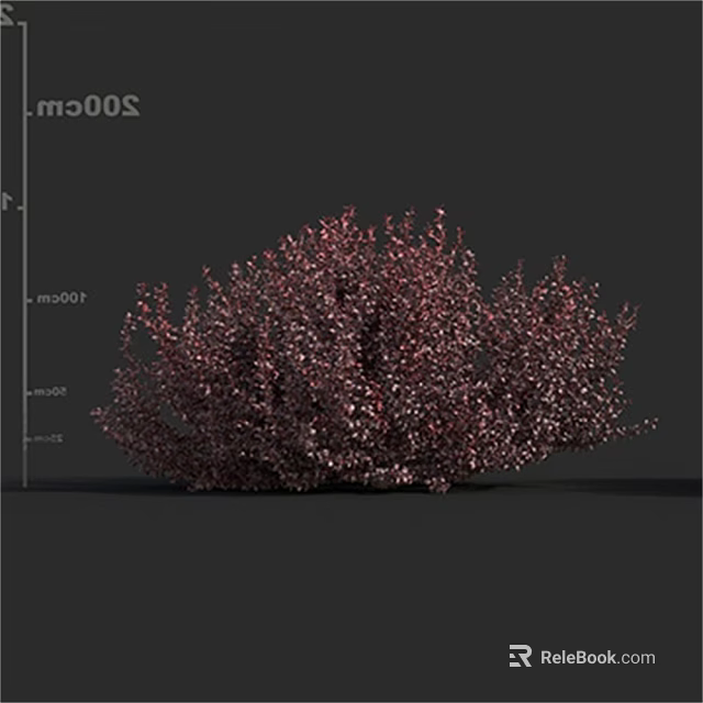 Vibrant Purple Red Ornamental Shrub With 300cm Height And Lush Foliage 3d model 