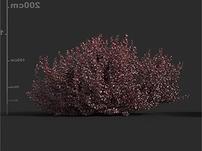 Vibrant Purple Red Ornamental Shrub With 300cm Height And Lush Foliage 3d model