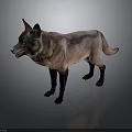 Wolf with gray and white fur and black legs in standing posture on dark background