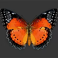Vibrant Orange Butterfly With Black Blue Edged Wings And Colorful Spots