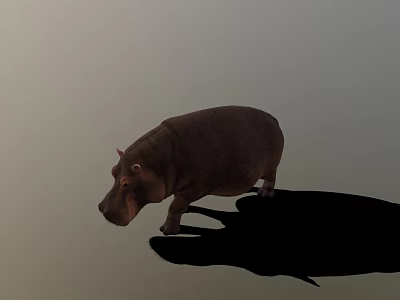 Realistic Hippopotamus Figure Standing Still With Long Shadow On Gray Background 3d model