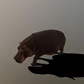 Realistic Hippopotamus Figure Standing Still With Long Shadow On Gray Background