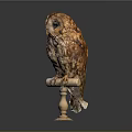 Brown and White Owl Perched on White Pedestal Against Gray Background