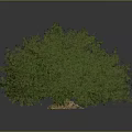 Lush Green Plant with Dense Foliage and Healthy Bushes on Neutral Gray Background