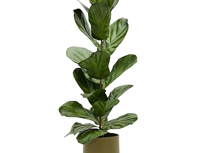 Fiddle Leaf Fig Plant In Decorative Planter As Ornamental Display Set For Indoor Decoration 3d model