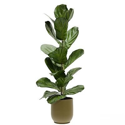 Fiddle Leaf Fig Plant In Decorative Planter As Ornamental Display Set For Indoor Decoration 3d model