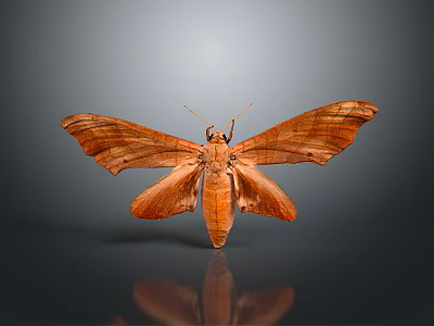 Detailed Brown Moth With Large Patterned Wings On Dark Reflective Surface 3d model